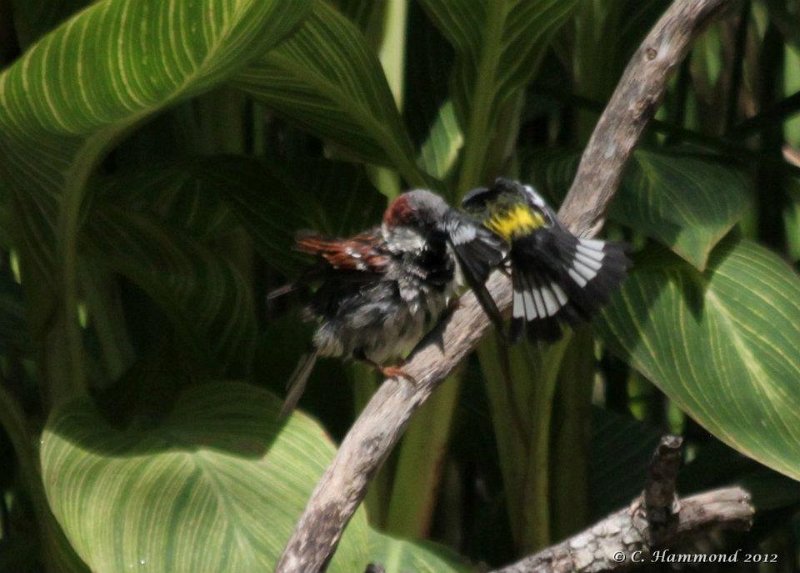 House Sparrow & Magnolia Warbler.jpg